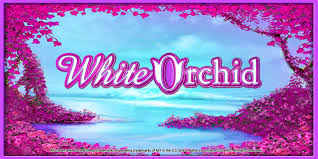 White Orchid